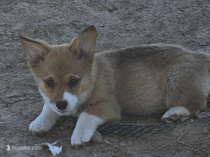 Groom 3, a male Pembroke Welsh Corgi for sale in Milton, FL – Photo 1 of 10