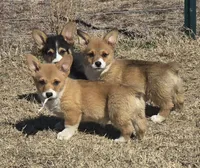 Groom 3, a male Pembroke Welsh Corgi for sale in Milton, FL – Photo 4 of 10