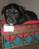 2b, a male Miniature Australian Shepherd for sale in Milton, FL – Photo 2 of 5