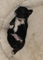 2b, a male Miniature Australian Shepherd for sale in Milton, FL – Photo 3 of 5