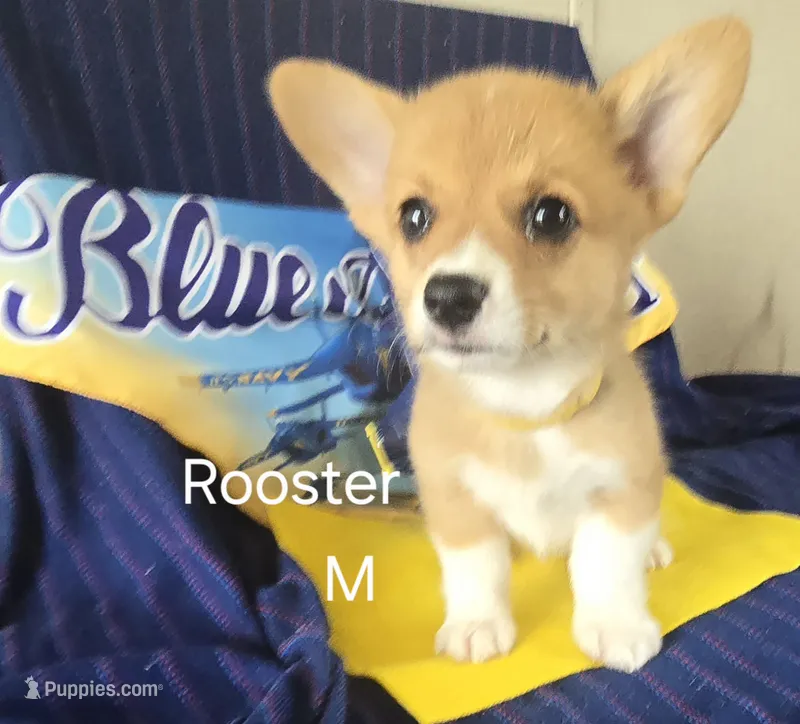 Rooster -yellow  – Pembroke Welsh Corgi puppy for sale in Milton, FL