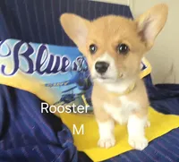 Rooster -yellow , a male Pembroke Welsh Corgi for sale in Milton, FL – 2 of 9