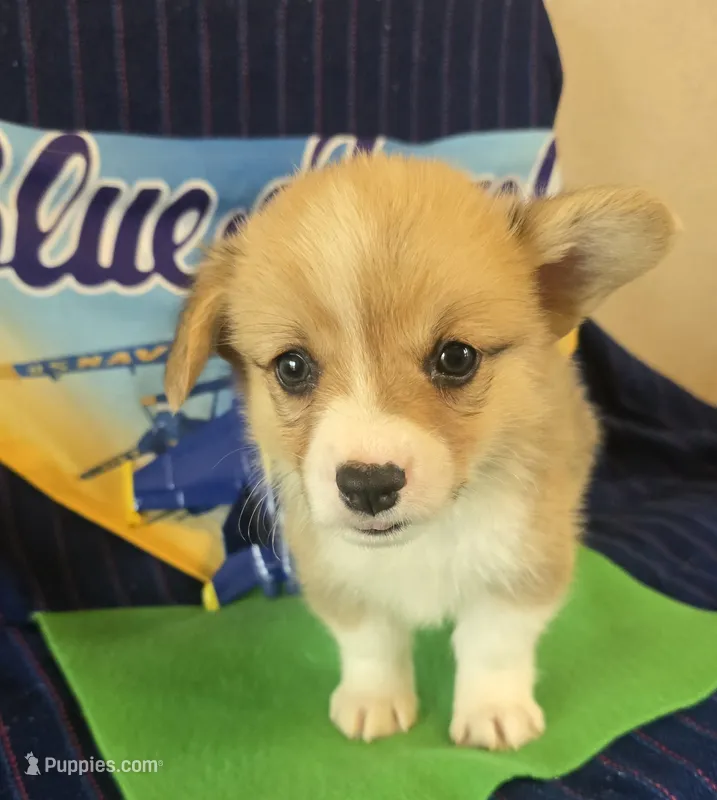 Maverick – Pembroke Welsh Corgi puppy for sale in Milton, FL