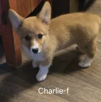 CHARLIE, a female Pembroke Welsh Corgi for sale in Milton, FL – 2 of 9