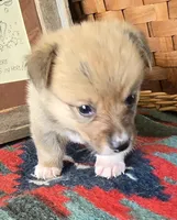 Whites Jaxs, a male Pembroke Welsh Corgi for sale in Milton, FL – Photo 4 of 4