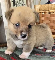 Whites Jaxs, a male Pembroke Welsh Corgi for sale in Milton, FL – Photo 1 of 4