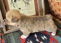 Whites Jaxs, a male Pembroke Welsh Corgi for sale in Milton, FL – Photo 3 of 4