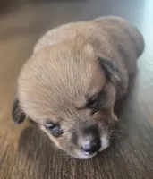 Whites Jaxs, a male Pembroke Welsh Corgi for sale in Milton, FL – Photo 2 of 4