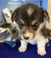 Phoenix, a female Pembroke Welsh Corgi for sale in Milton, FL – 7 of 7