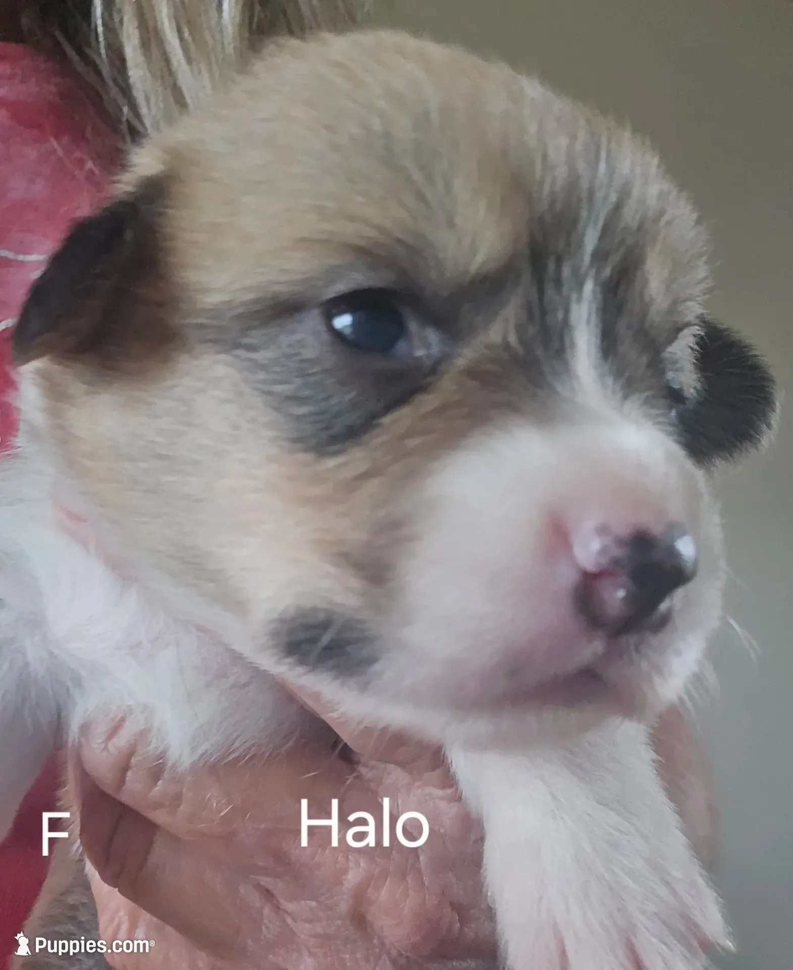Halo-Orange, a female Pembroke Welsh Corgi for sale in Milton, FL – 6 of 10