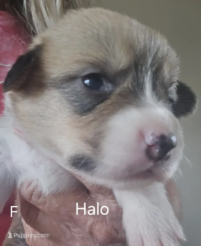 Halo-Orange – Pembroke Welsh Corgi puppy for sale in Milton, FL