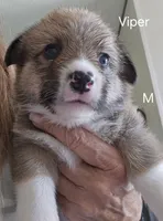 Viper black, a male Pembroke Welsh Corgi for sale in Milton, FL – 10 of 10