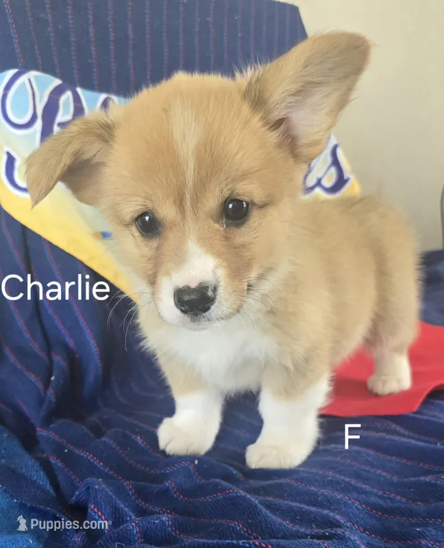 CHARLIE – Pembroke Welsh Corgi puppy for sale in Milton, FL