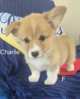 CHARLIE, a female Pembroke Welsh Corgi for sale in Milton, FL – 2 of 7