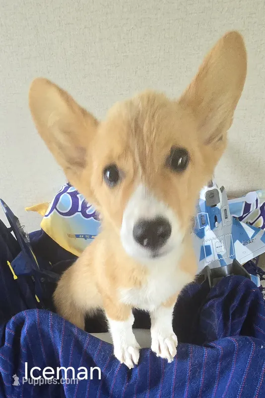 Iceman – Pembroke Welsh Corgi puppy for sale in Milton, FL