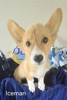 Iceman, a male Pembroke Welsh Corgi for sale in Milton, FL – 1 of 5