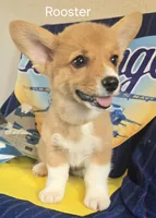 Rooster -yellow , a male Pembroke Welsh Corgi for sale in Milton, FL – 7 of 8