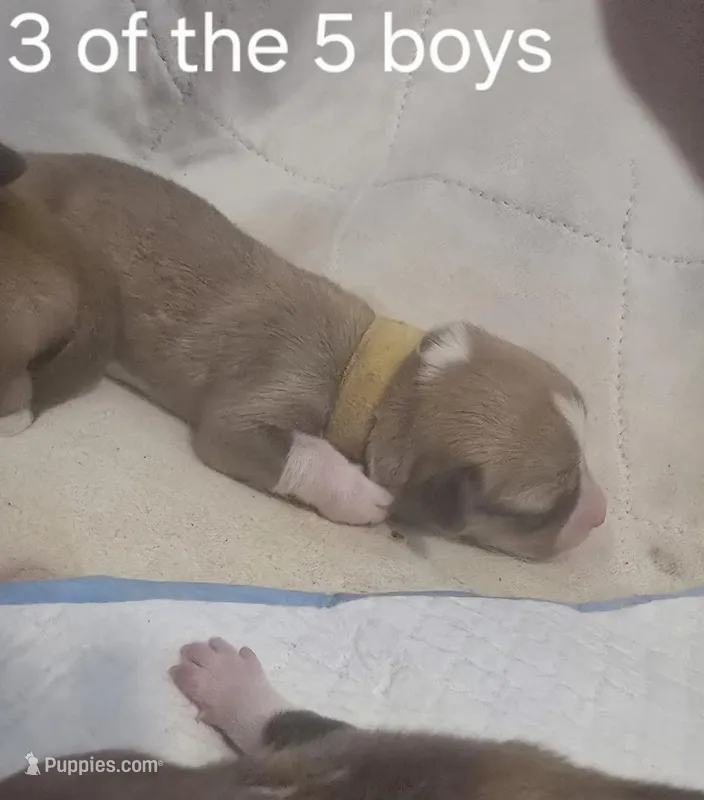 Yellow – Pembroke Welsh Corgi puppy for sale in Milton, FL