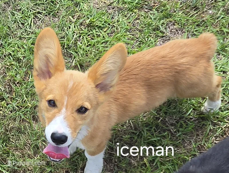 Iceman – Pembroke Welsh Corgi puppy for sale in Milton, FL