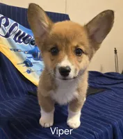 Viper black, a male Pembroke Welsh Corgi for sale in Milton, FL – 2 of 10