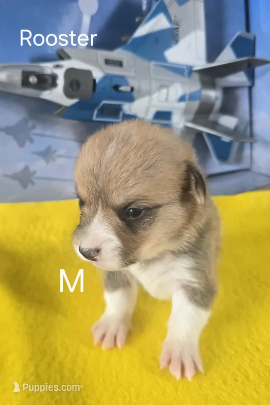 Rooster -yellow  – Pembroke Welsh Corgi puppy for sale in Milton, FL