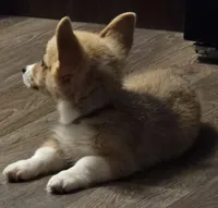 Maverick, a male Pembroke Welsh Corgi for sale in Milton, FL – 2 of 9
