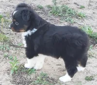 Brantley, a male Miniature Australian Shepherd for sale in Milton, FL – Photo 8 of 8