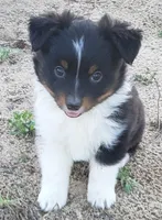 Brantley, a male Miniature Australian Shepherd for sale in Milton, FL – Photo 7 of 8