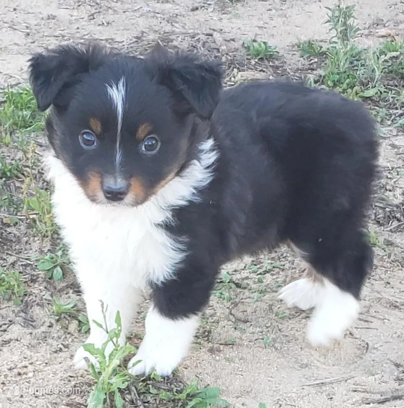 Brantley, a male Miniature Australian Shepherd for sale in Milton, FL – Photo 1 of 8