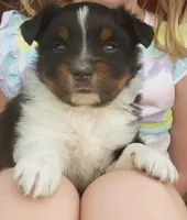 Brantley, a male Miniature Australian Shepherd for sale in Milton, FL – Photo 2 of 8