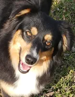 Brantley, a male Miniature Australian Shepherd for sale in Milton, FL – Photo 5 of 8