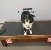 Brantley, a male Miniature Australian Shepherd for sale in Milton, FL – Photo 6 of 8