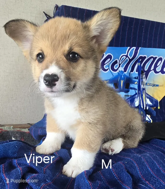 Viper black – Pembroke Welsh Corgi puppy for sale in Milton, FL