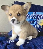 Viper black, a male Pembroke Welsh Corgi for sale in Milton, FL – 5 of 10