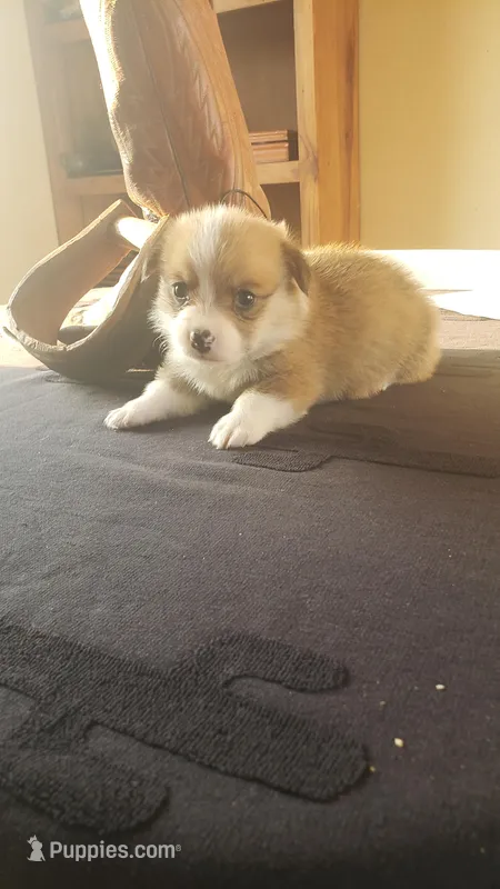 Whites Winter Barry, a male Pembroke Welsh Corgi for sale in Milton, FL – Photo 1 of 3