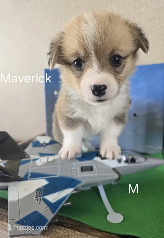 Maverick – Pembroke Welsh Corgi puppy for sale in Milton, FL