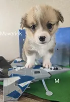 Maverick, a male Pembroke Welsh Corgi for sale in Milton, FL – 6 of 8