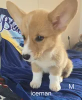 Iceman, a male Pembroke Welsh Corgi for sale in Milton, FL – 5 of 7