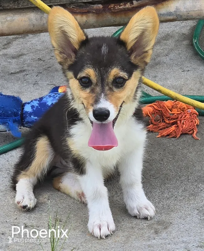 Phoenix – Pembroke Welsh Corgi puppy for sale in Milton, FL