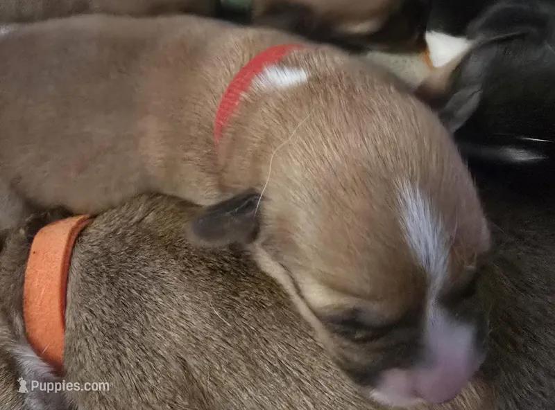 Red  – Pembroke Welsh Corgi puppy for sale in Milton, FL