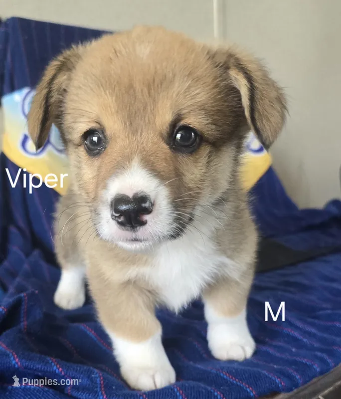 Viper black – Pembroke Welsh Corgi puppy for sale in Milton, FL