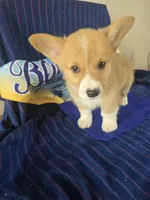 Iceman, a male Pembroke Welsh Corgi for sale in Milton, FL – 7 of 7