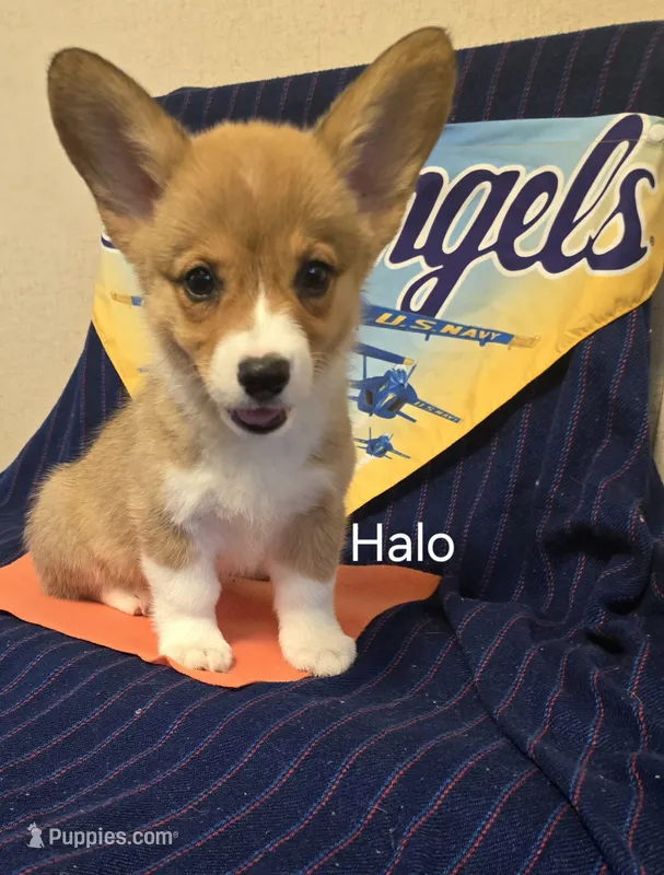 Halo-Orange – Pembroke Welsh Corgi puppy for sale in Milton, FL
