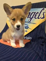 Halo-Orange, a female Pembroke Welsh Corgi for sale in Milton, FL – 1 of 10