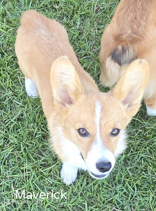 Maverick – Pembroke Welsh Corgi puppy for sale in Milton, FL
