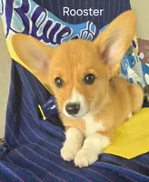 Rooster -yellow , a male Pembroke Welsh Corgi for sale in Milton, FL – 4 of 8