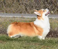 8me, a male Pembroke Welsh Corgi for sale in Milton, FL – Photo 3 of 6