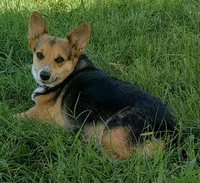 8me, a male Pembroke Welsh Corgi for sale in Milton, FL – Photo 4 of 6