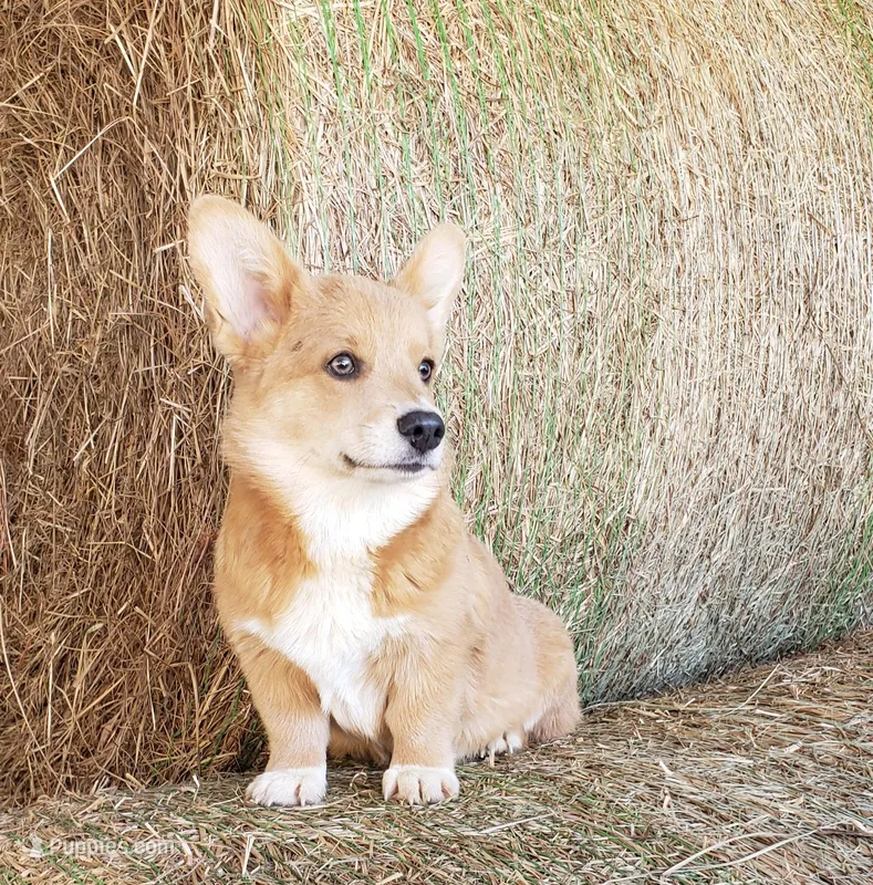 8me, a male Pembroke Welsh Corgi for sale in Milton, FL – Photo 1 of 6