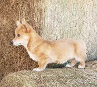 8me, a male Pembroke Welsh Corgi for sale in Milton, FL – Photo 6 of 6